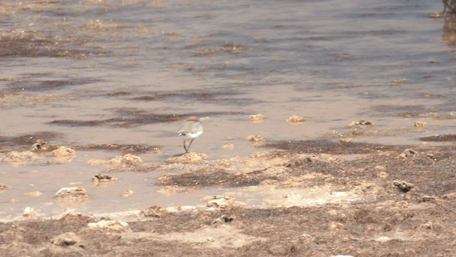 Red-capped Plover - ML503452481