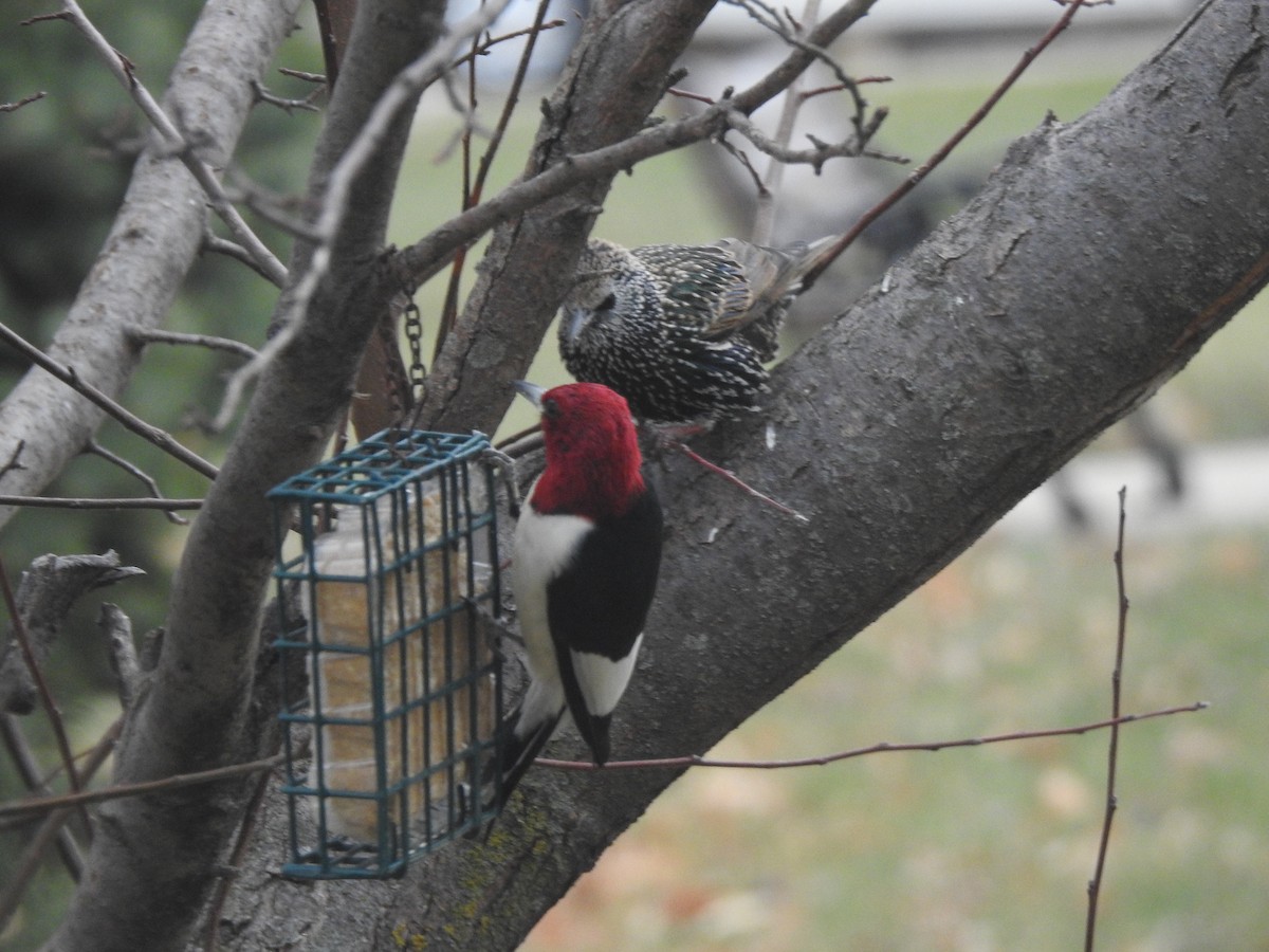 Red-headed Woodpecker - Clayton Will