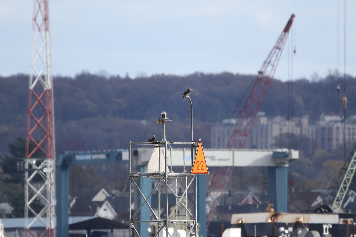 eBird Checklist 13 Nov 2022 MarcianteJacksonMillet Park 8 species