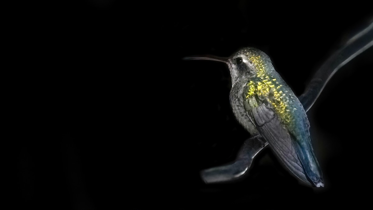 Broad-billed Hummingbird - ML503459821