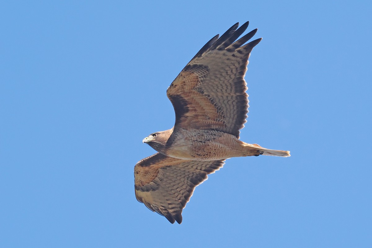 Red-tailed Hawk - ML503465081