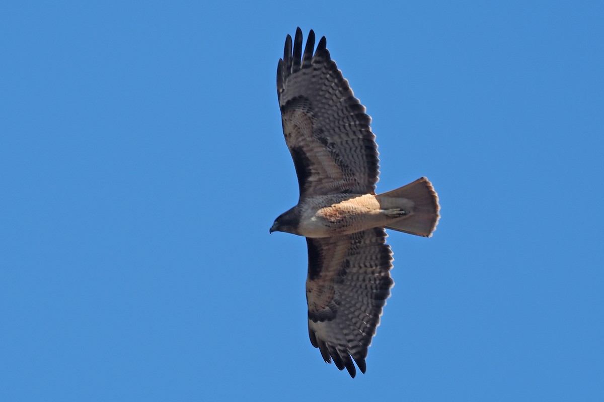 Red-tailed Hawk - ML503465101