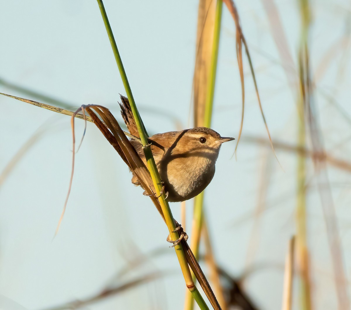 Ebird Checklist - 13 Nov 2022 - Stillhouse Hollow Lake- Union Grove Wma 