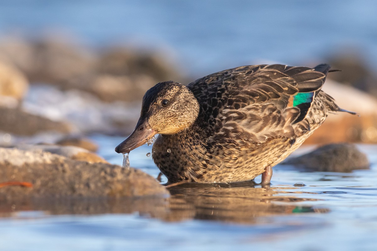 Green-winged Teal - ML503467601