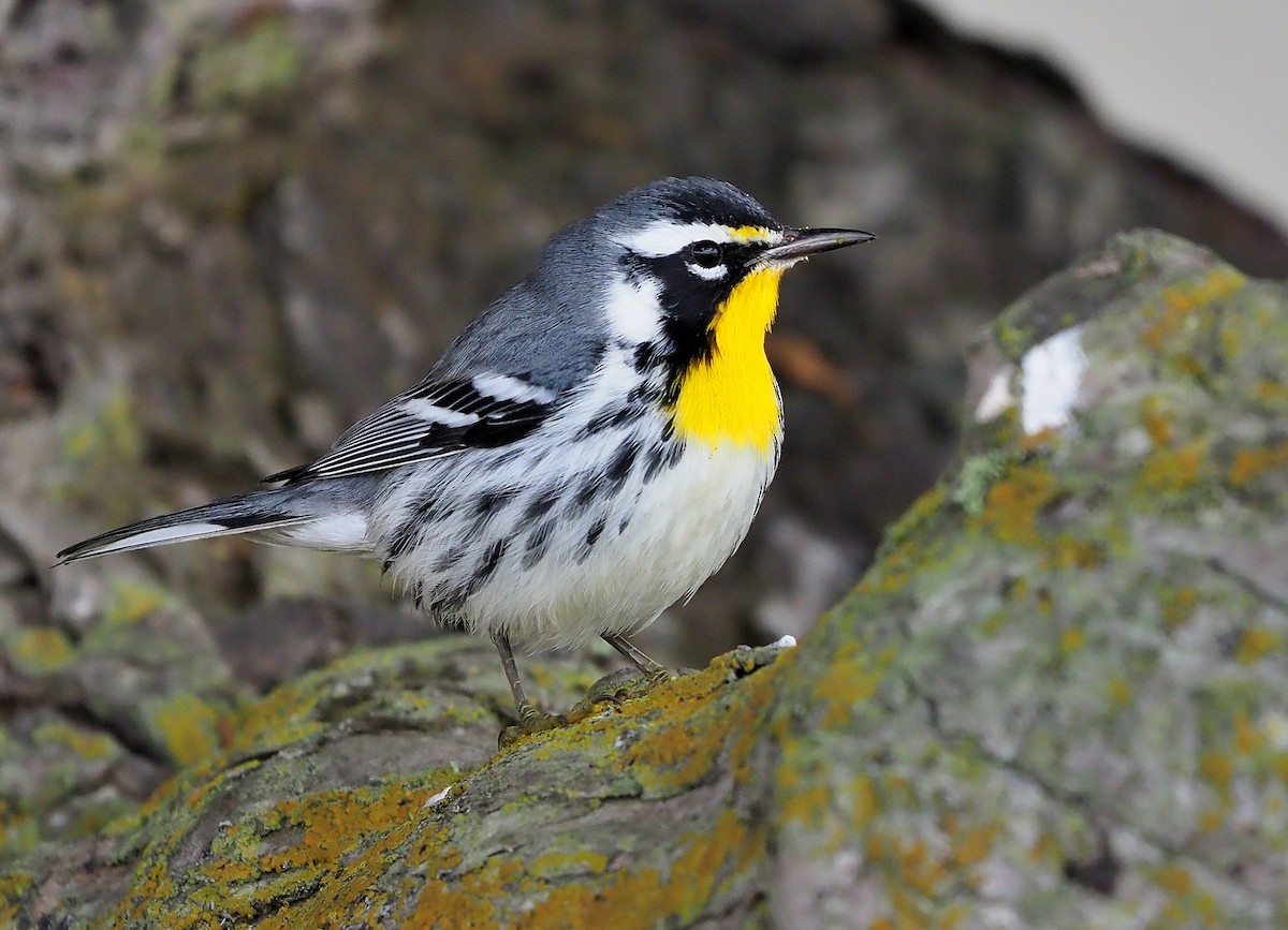 Yellow-throated Warbler (dominica/stoddardi) - Aidan Brubaker