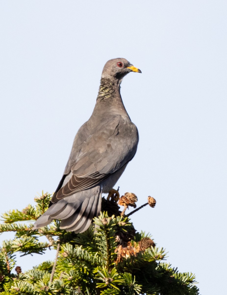Band-tailed Pigeon - ML503471221