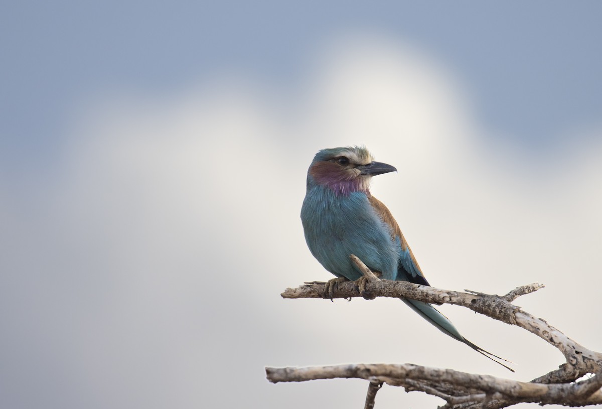 Lilac-breasted Roller - ML503473141