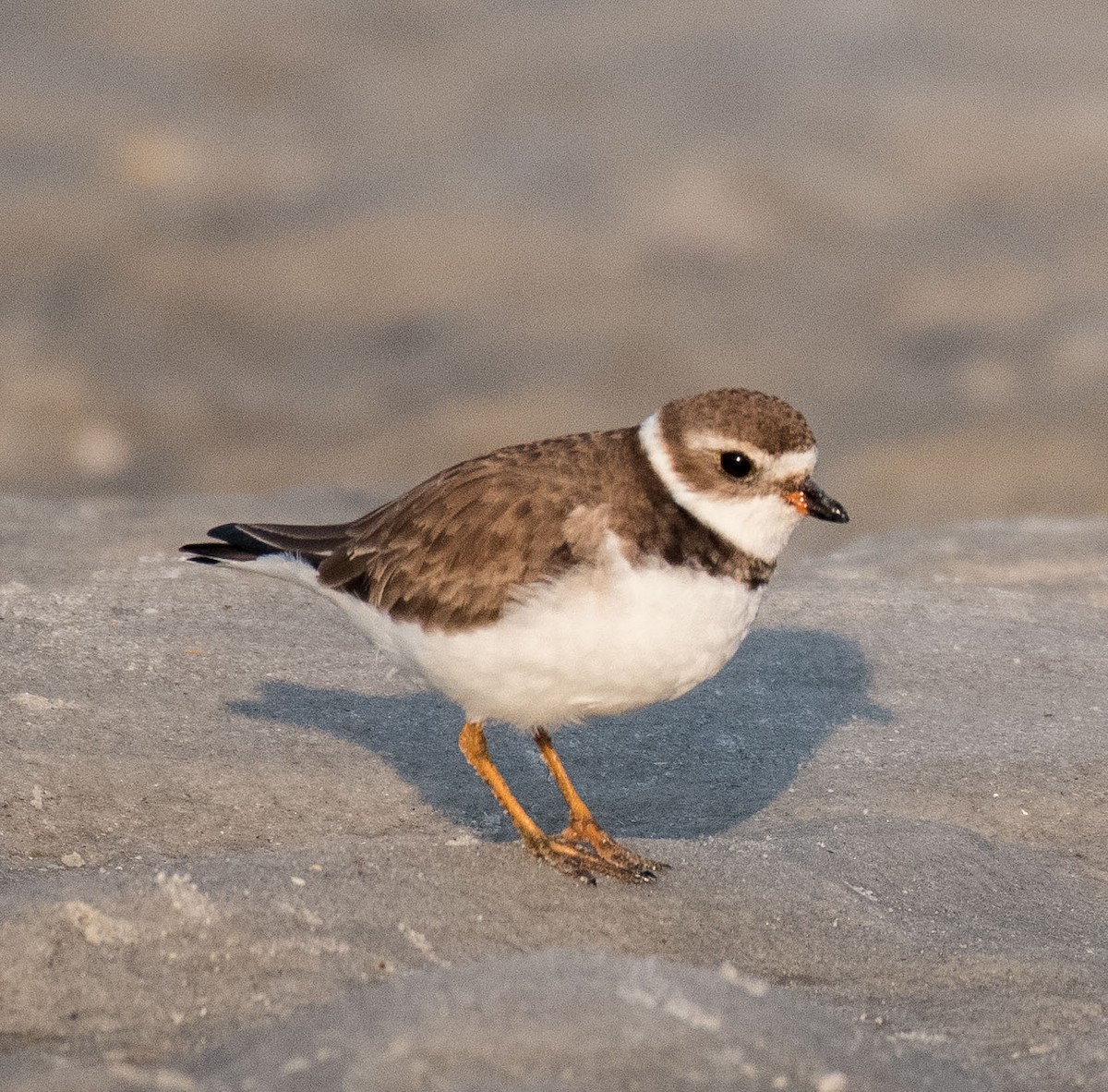 Semipalmated Plover - Liling Warren