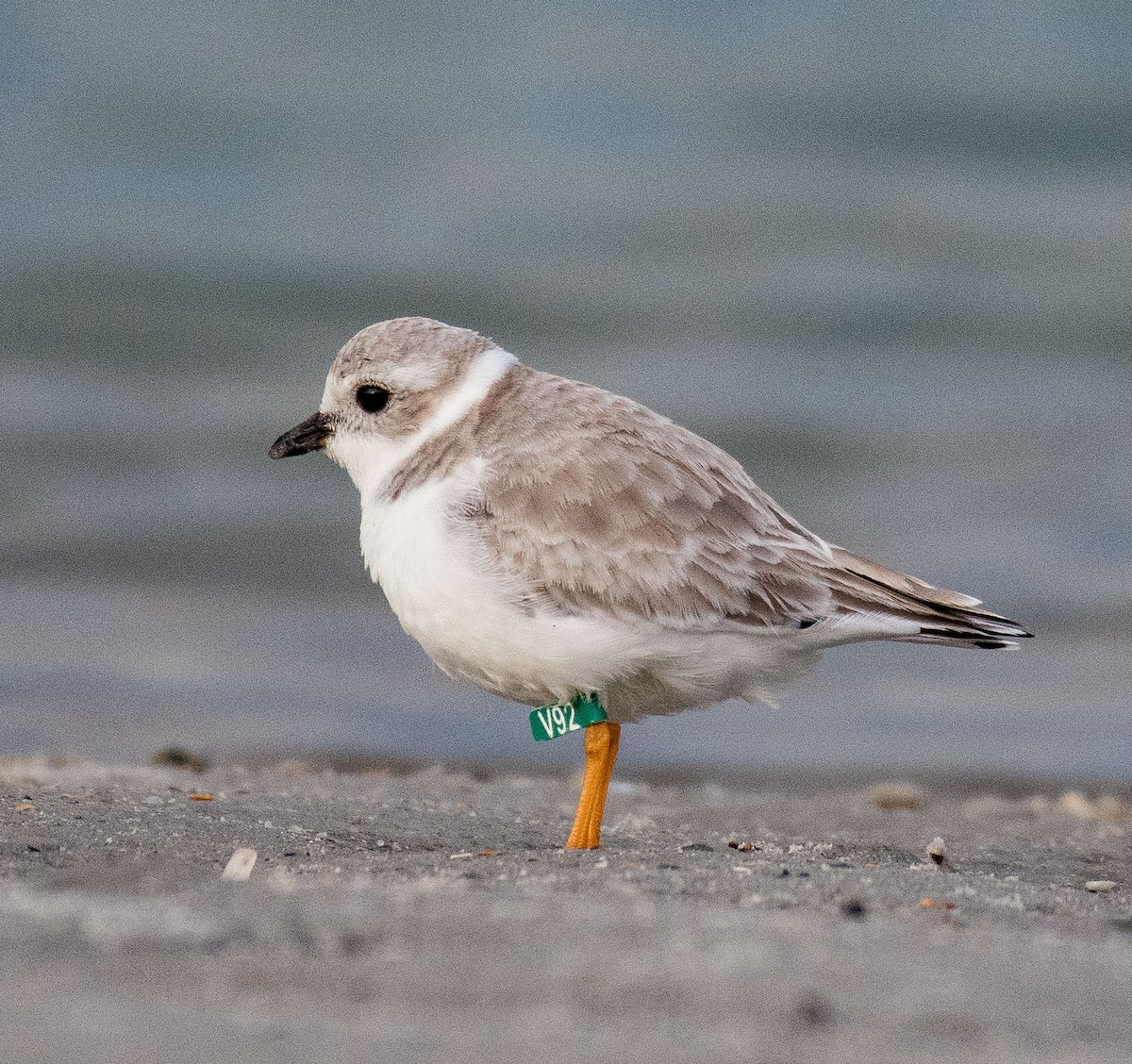 Piping Plover - ML503474391
