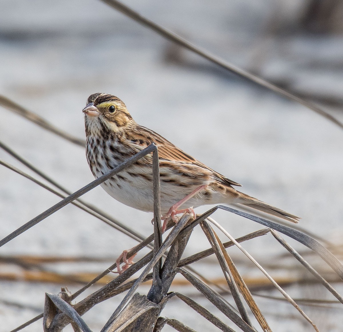 Savannah Sparrow - Liling Warren