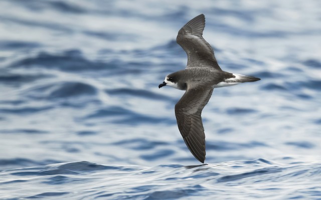 Black-capped Petrel - Pterodroma hasitata - Birds of the World Black-capped Petrel - Pterodroma hasitata - Birds of the World
