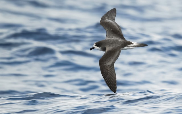 Possible confusion species: Bermuda Petrel (<em class="SciName notranslate">Pterodroma cahow</em>). - Bermuda Petrel - 