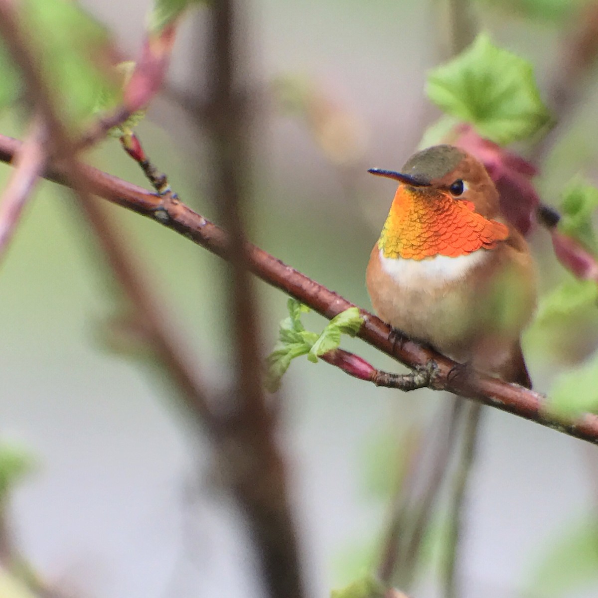 Rufous Hummingbird - Rob Fowler