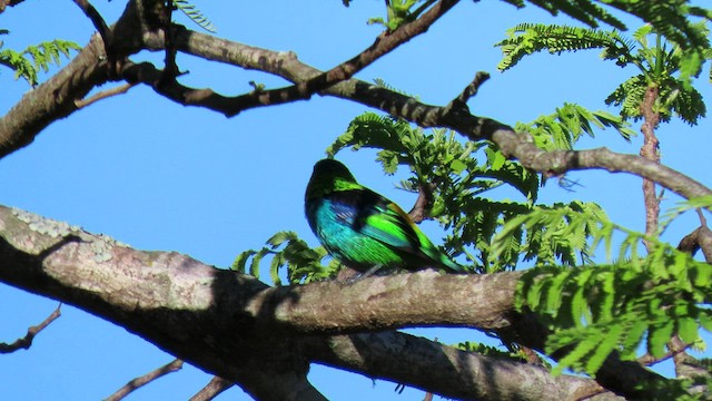 Green-headed Tanager - ML503487801