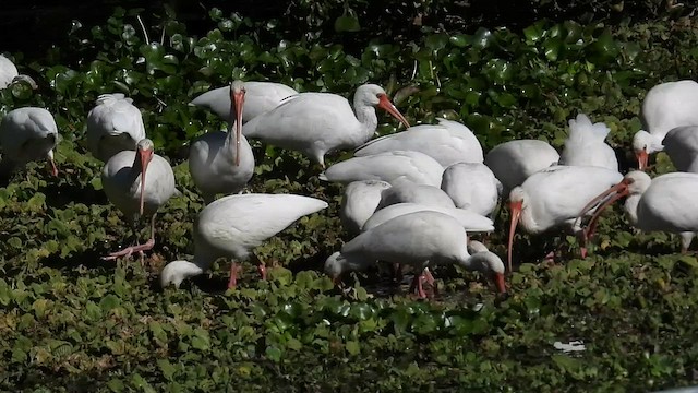 ibis bílý - ML503488021