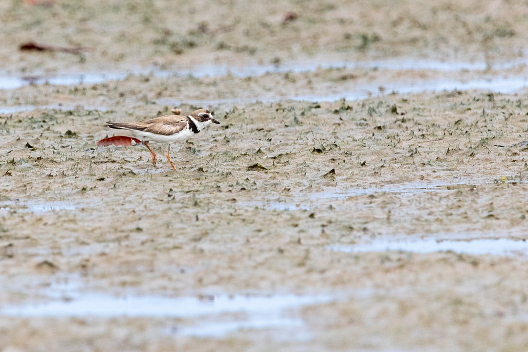 Semipalmated Plover - ML503489401