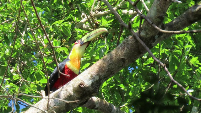 Red-breasted Toucan - ML503493101