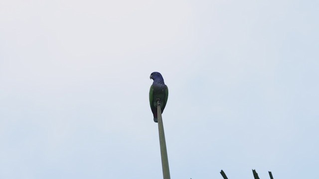 Blue-headed Parrot - ML503493791