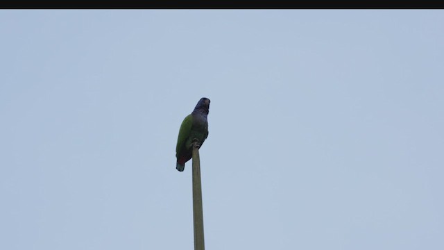 Blue-headed Parrot - ML503493811