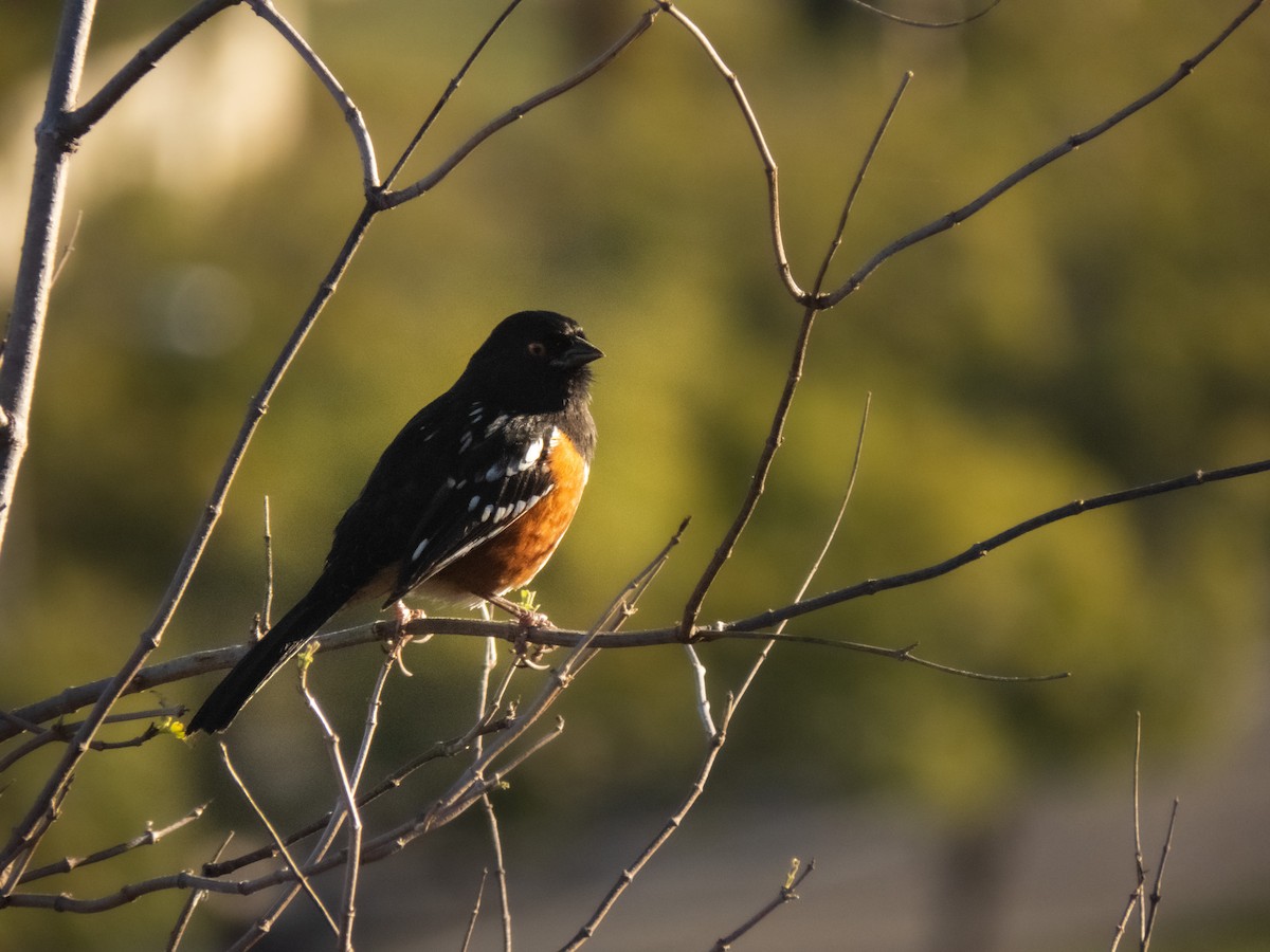 Spotted Towhee - ML503493891
