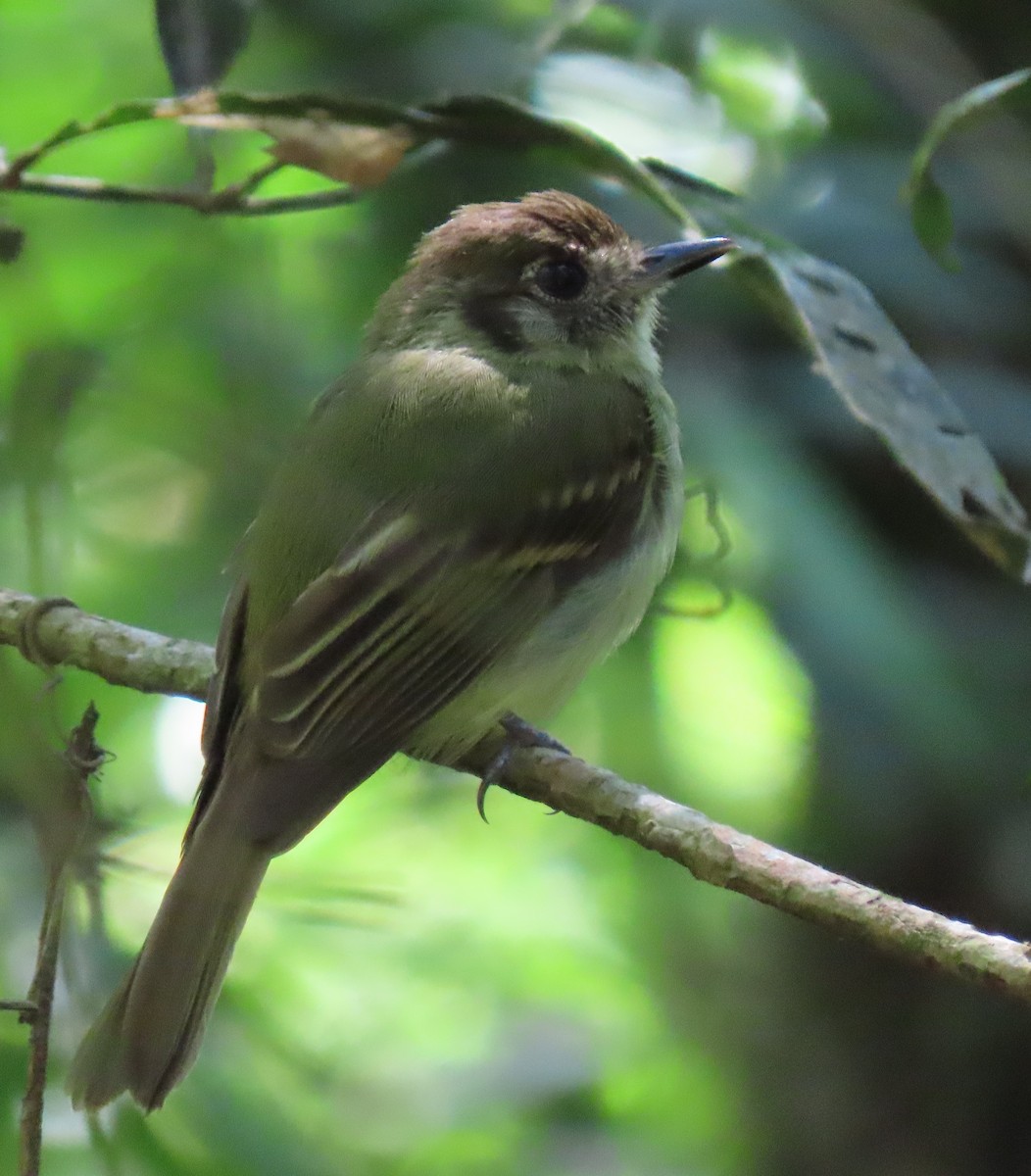 Sepia-capped Flycatcher - ML503500261