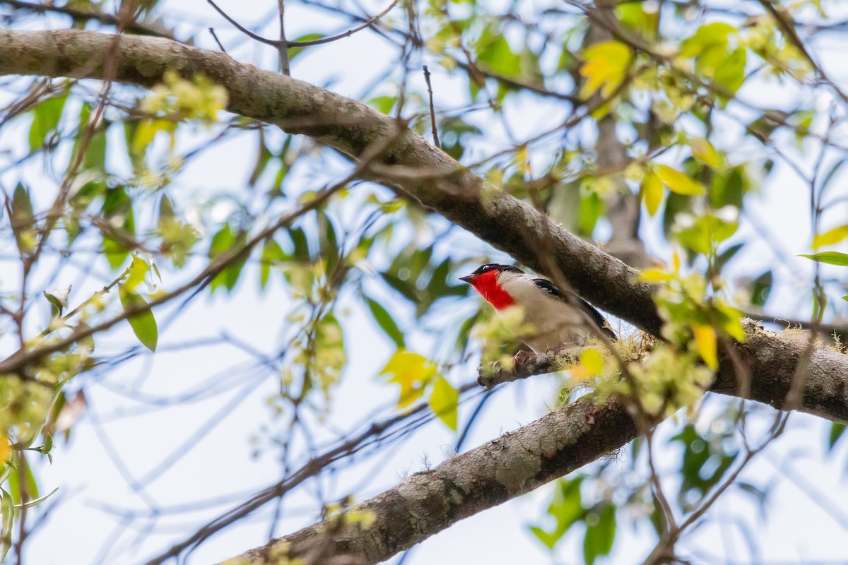 Cherry-throated Tanager - ML503502431