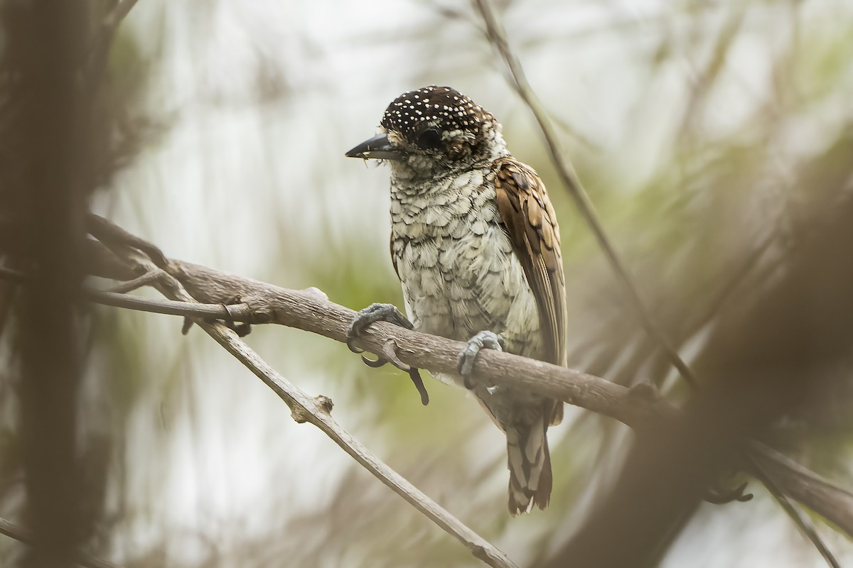 Scaled Piculet - ML503506231