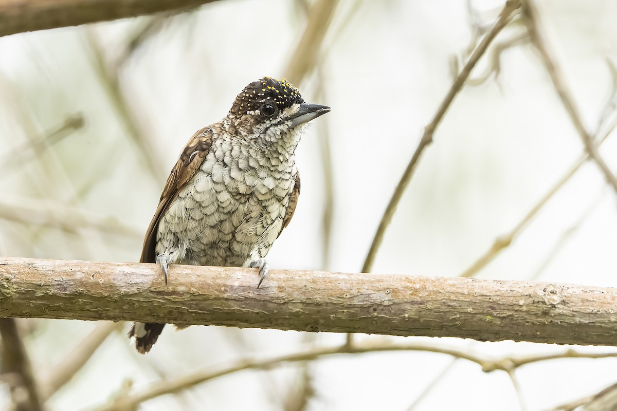 Scaled Piculet - ML503506251
