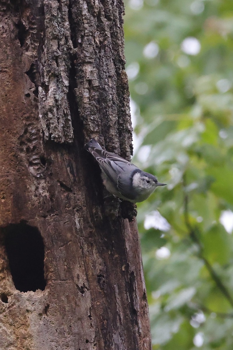 White-breasted Nuthatch - ML503506531