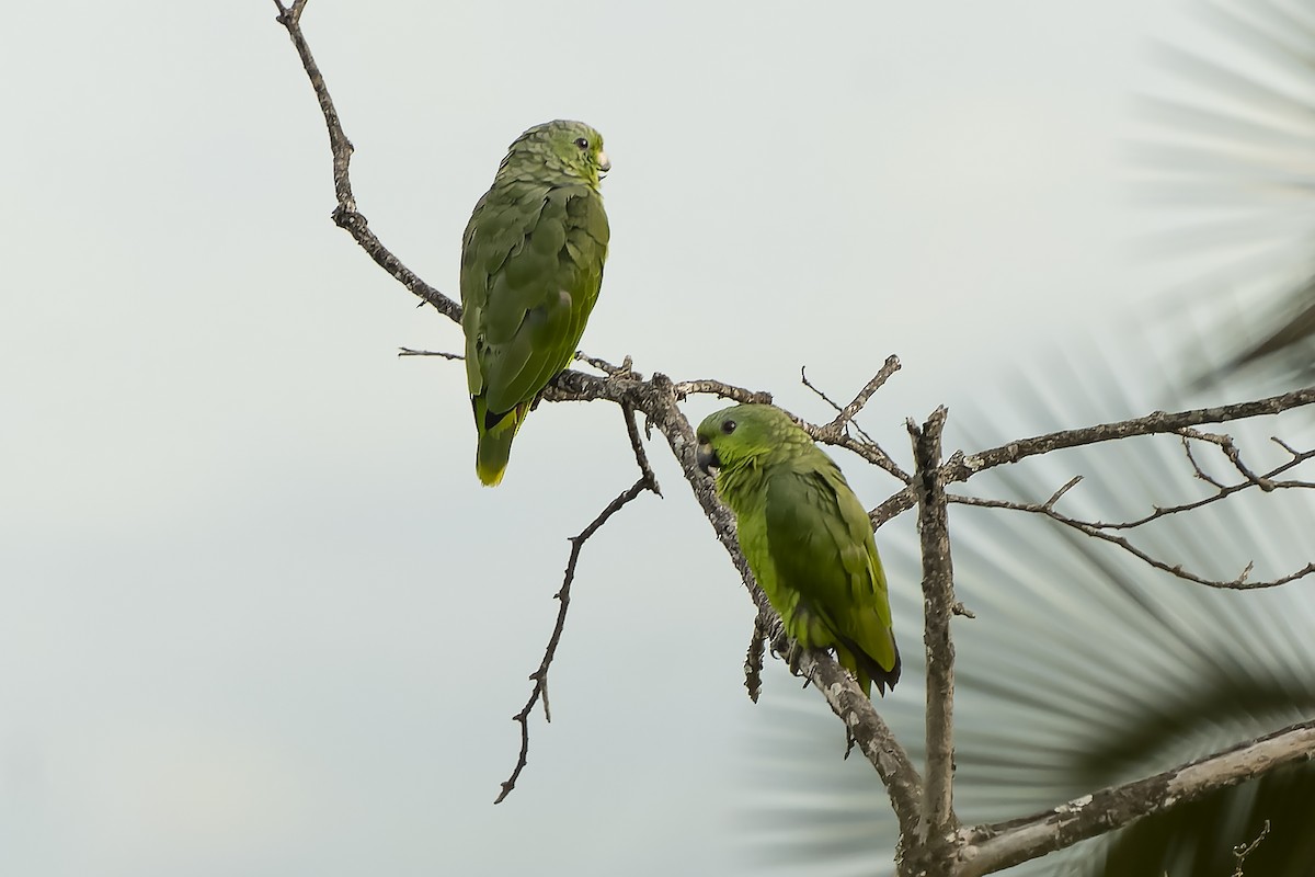 Scaly-naped Parrot - ML503506921
