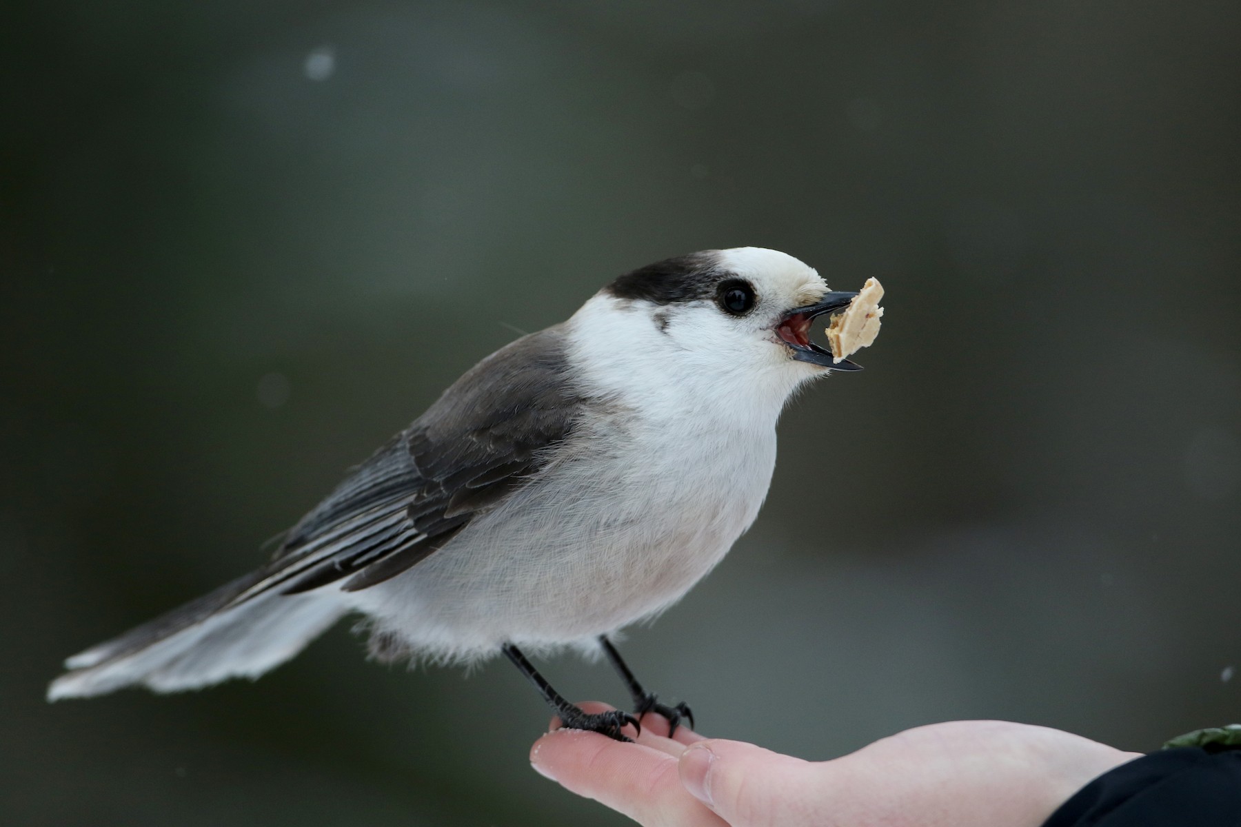 カナダカケス（canadensis グループ） eBird