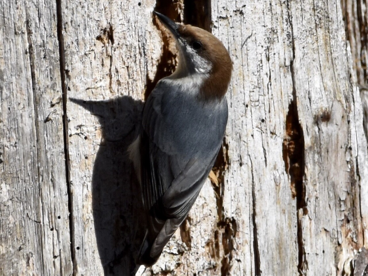 Brown-headed Nuthatch - ML503507681