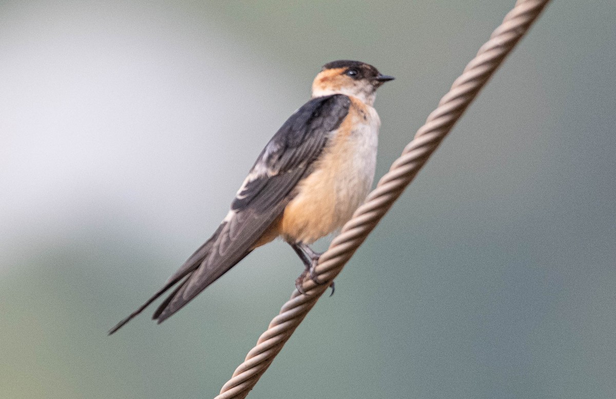 Red-rumped Swallow - ML503508211