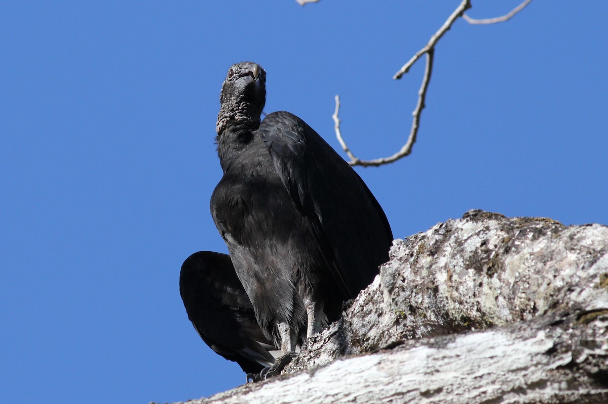 Black Vulture - ML50350831