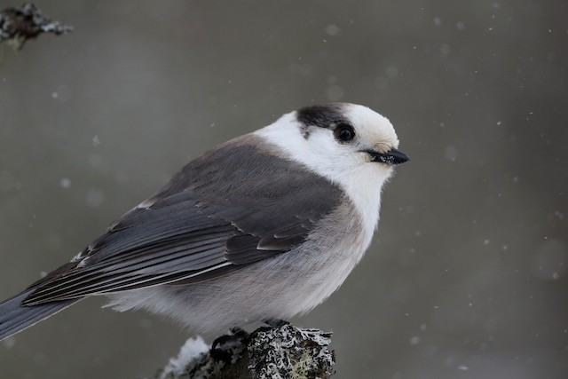 カナダカケス Canadensis グループ Ebird