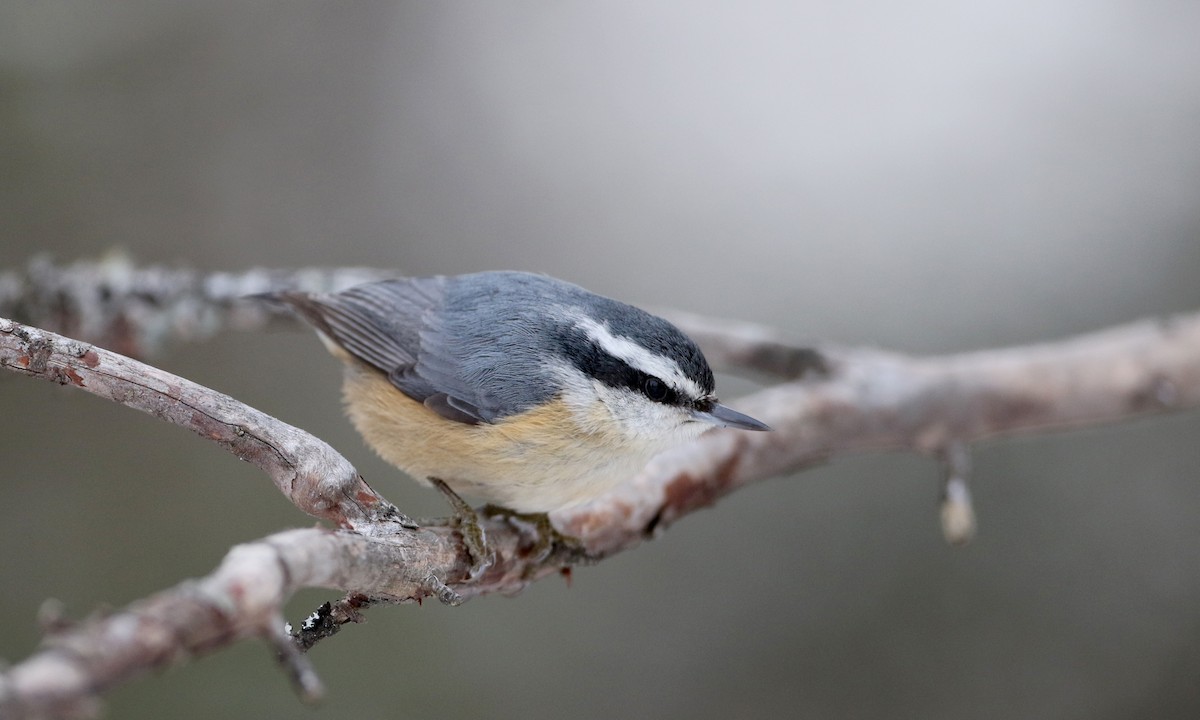 Red-breasted Nuthatch - ML50351091
