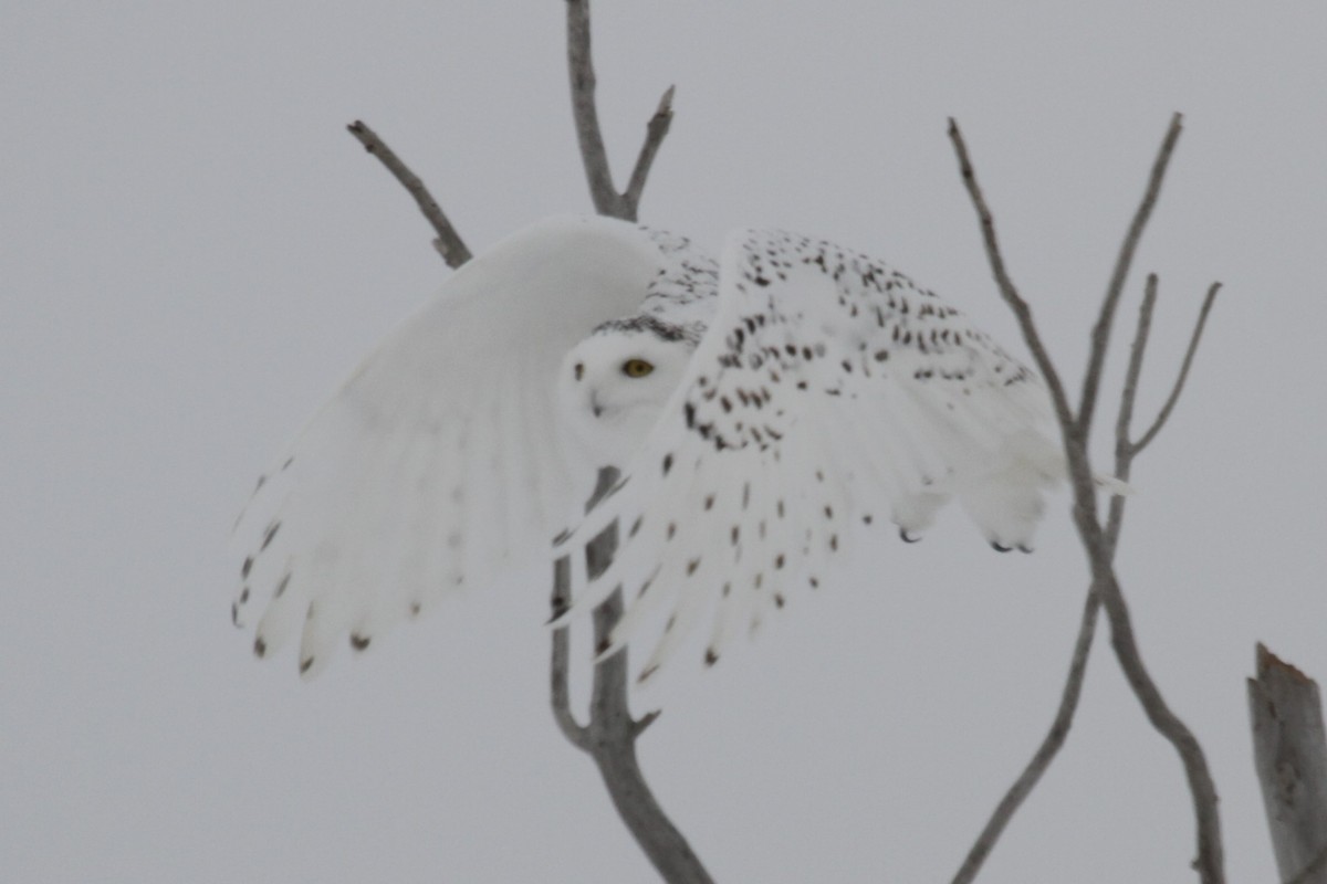Snowy Owl - ML503511111