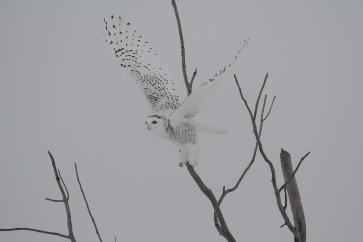 Snowy Owl - ML503511161