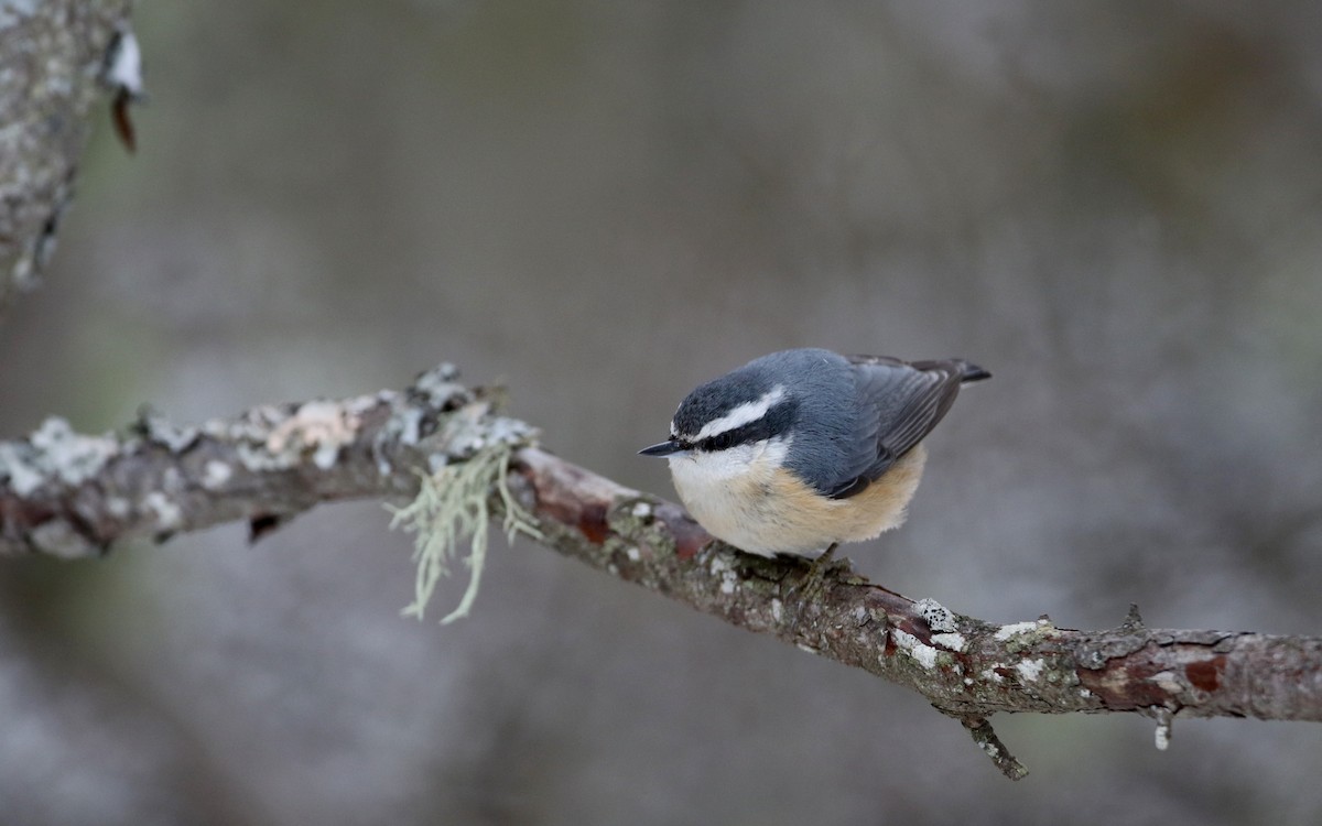 Red-breasted Nuthatch - ML50351141