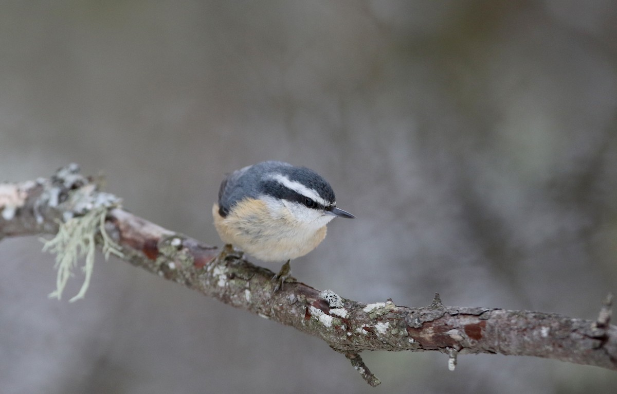 Red-breasted Nuthatch - ML50351181