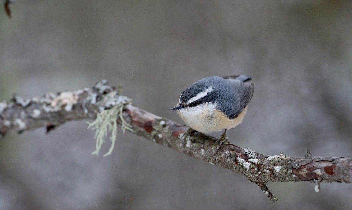 Red-breasted Nuthatch - ML50351191
