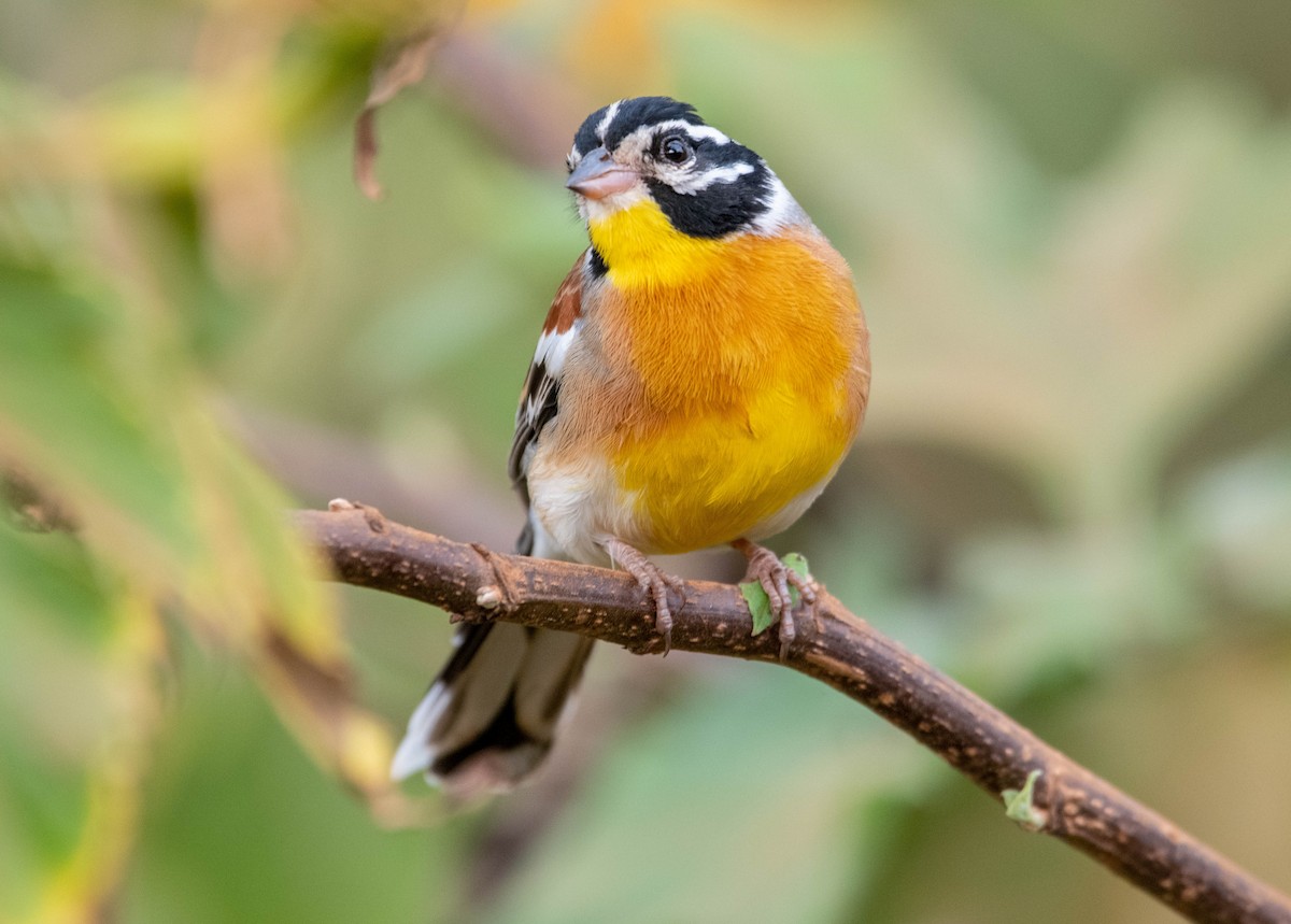 Golden-breasted Bunting - ML503512071