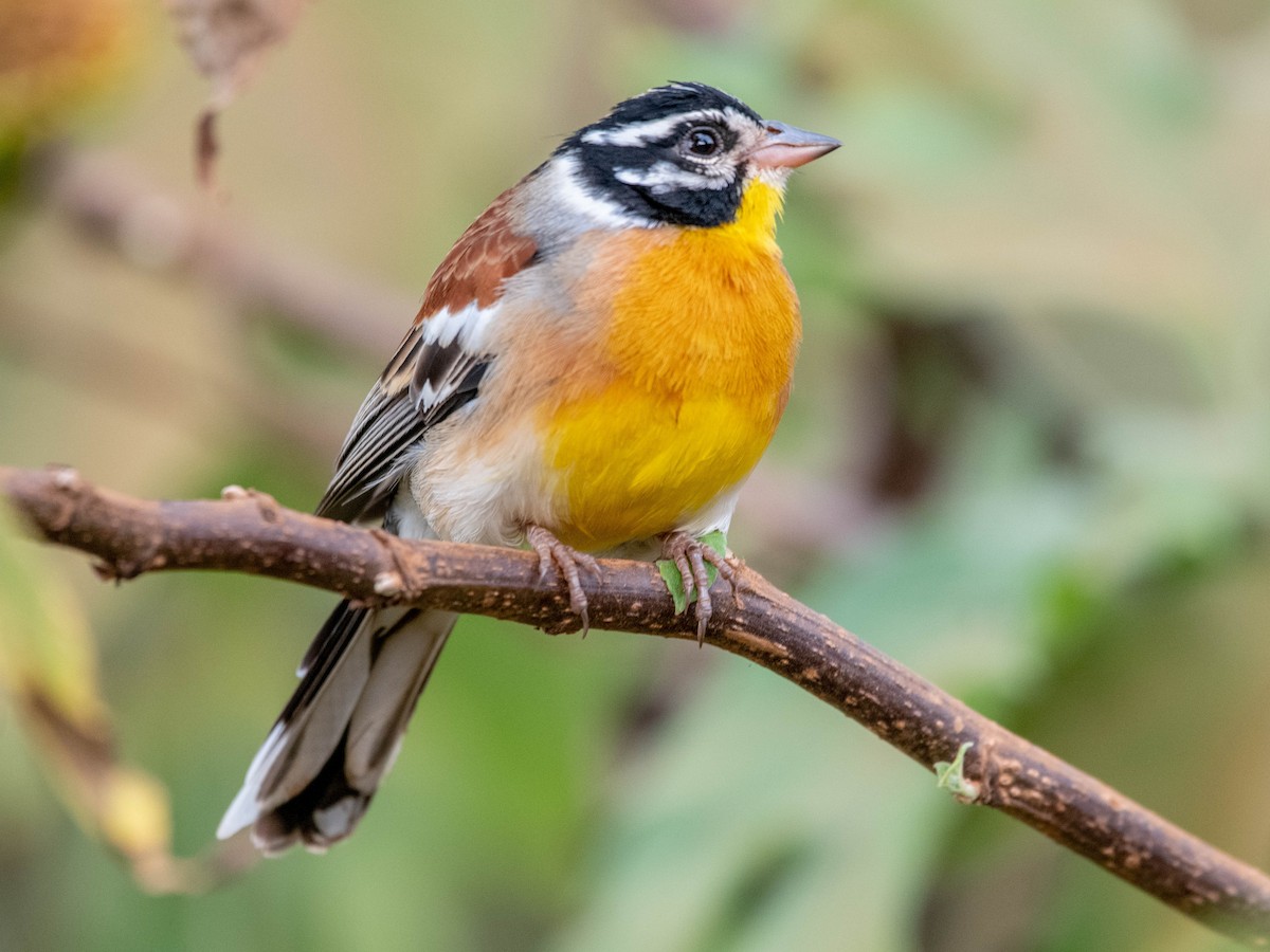 Golden-breasted Bunting - ML503512141