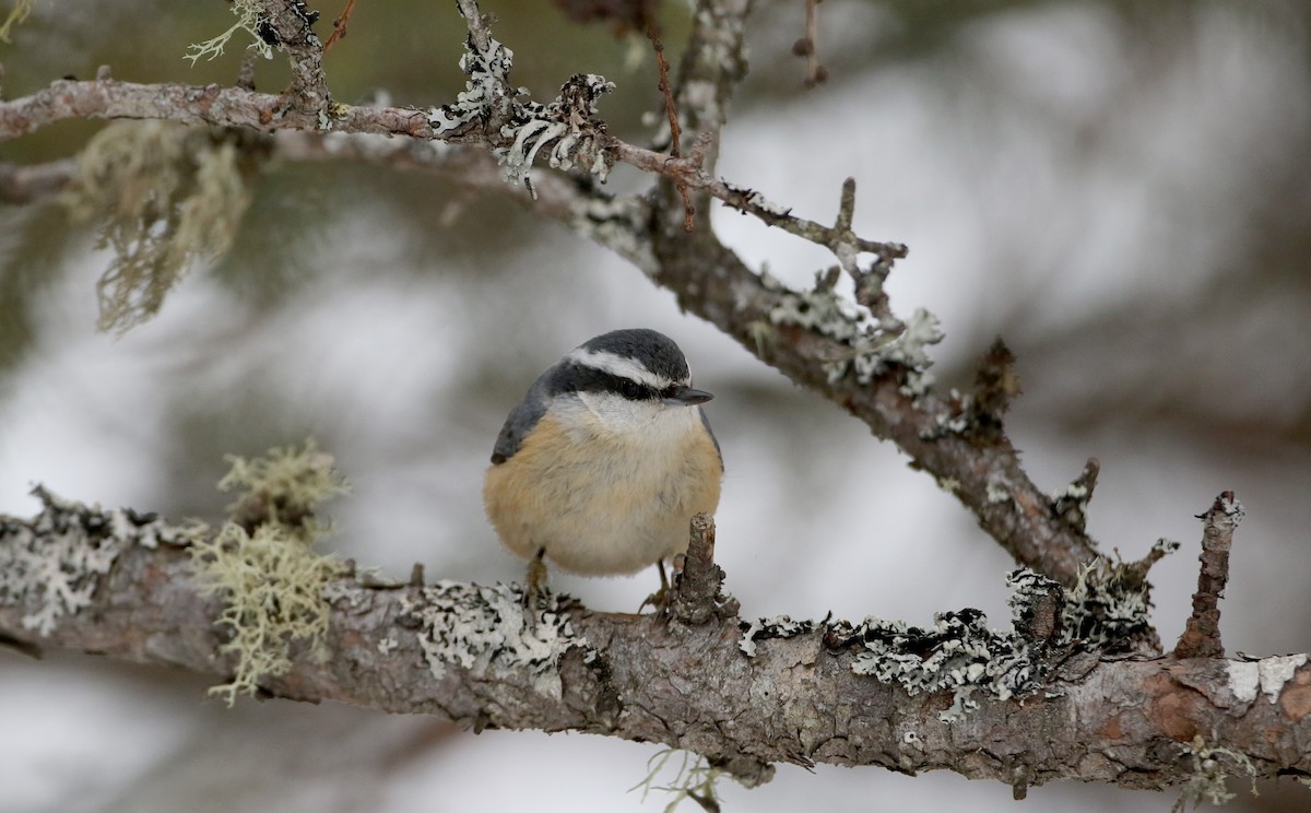 Red-breasted Nuthatch - ML50351221