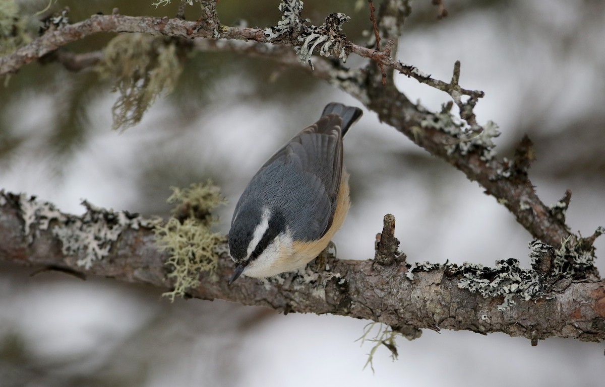 Red-breasted Nuthatch - ML50351241
