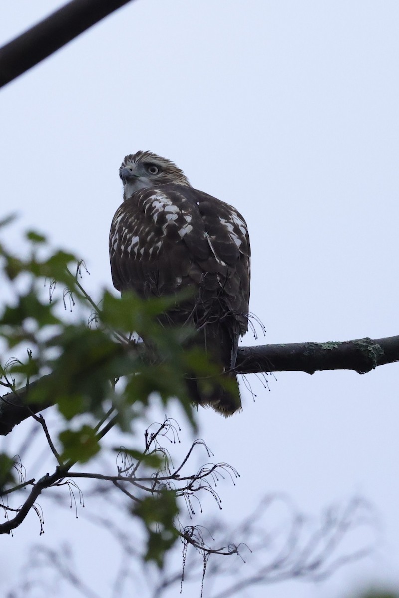 Red-tailed Hawk - ML503513061