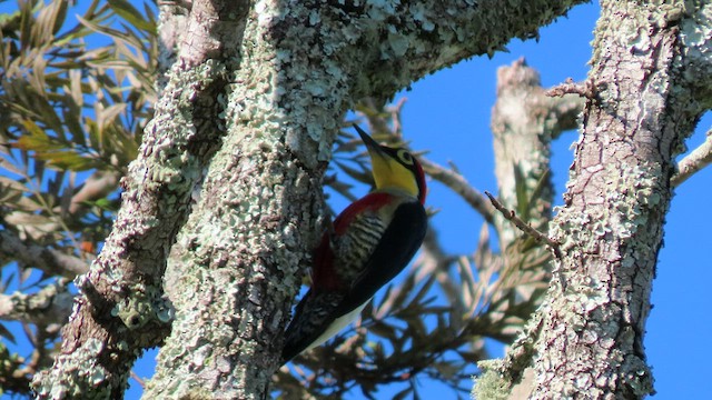 Yellow-fronted Woodpecker - ML503514581