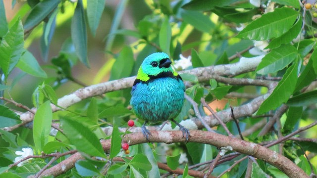 Green-headed Tanager - ML503518171