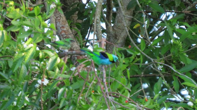 Green-headed Tanager - ML503518431