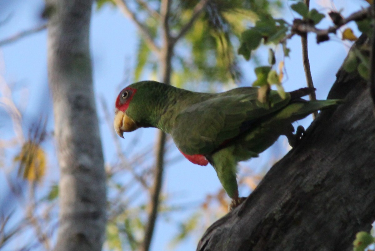 White-fronted Parrot - ML50351861